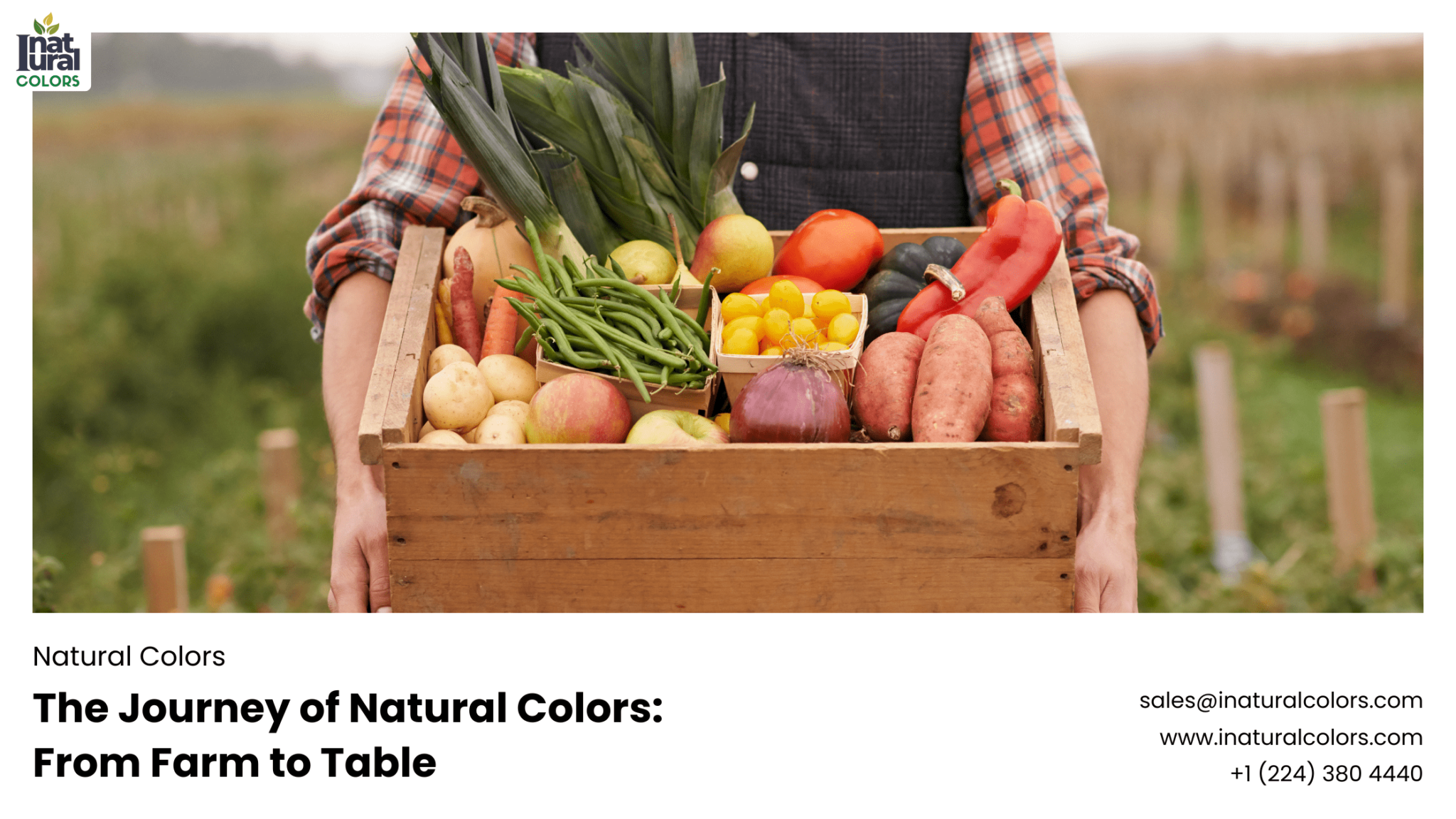 The Journey of Natural Colors: From Farm to Table